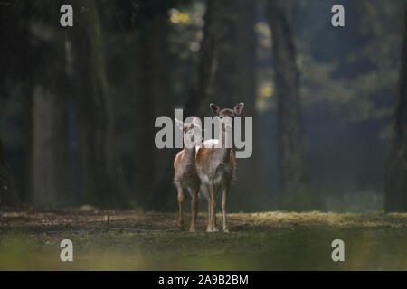 Fallow Deer ( Dama dama ), female with fawn, standing on a clearing in autumnal colored woods, Europe. Stock Photo