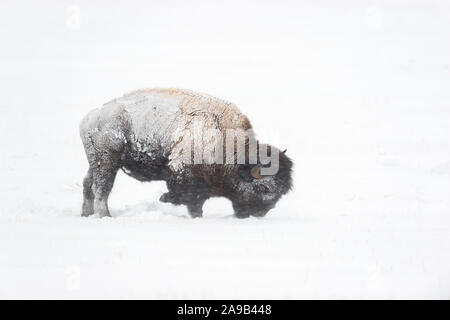 American bison / Amerikanischer Bison ( Bison bison ) during blizzard, rolling snow, pawing the ground, searching for food, Yellowstone NP, Wyoming,US Stock Photo