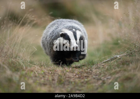 European Badger / Europaeischer Dachs ( Meles meles ), adult animal, walking along a typical badger's path, comes closer, frontal shot, Europe. Stock Photo