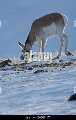 Pronghorn / Gabelbock / Gabelantilope ( Antilocapra americana ) in winter, feeding on dry grasses, in last grazing light, rocky hillside, Yellowstone Stock Photo