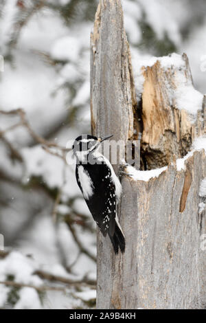 Hairy woodpecker / Haarspecht ( Picoides villosus ), female in winter, sitting on a snow covered tree stump, Yellowstone NP, USA. Stock Photo
