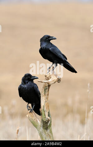 Common Raven / Kolkraben ( Corvus corax ), two together, perched on the rest of a rotten tree above reeds in wetland, turning heads, wildlife, Europe. Stock Photo