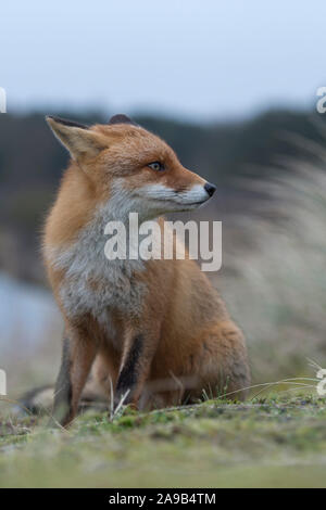 Red Fox / Rotfuchs ( Vulpes vulpes ) adult , in typical surrounding, sitting on top of a little hill, watches attentively, laid back ears, funny, wild Stock Photo