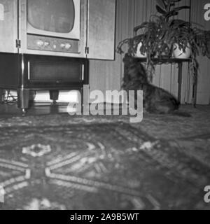 A pet dog barking at the TV, Germany 1958 Stock Photo