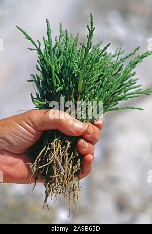 GLASSWORT OR MARSH SAMPHIRE Salicornia sp. Morecambe Bay, Cumbria, UK. Stock Photo