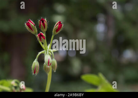 These red geranium buds are ready to open up in Spring. Stock Photo