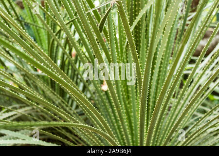 Close Up on thorny cactus. Detailed close up on long leaves with short thorns cactus Stock Photo