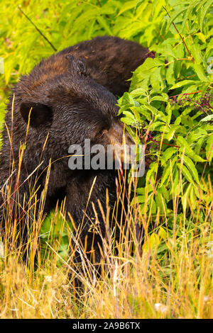 Black Bear closeup in forest in autumn Yellowstone National Park Stock Photo