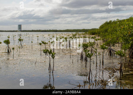 growing tropical mangrove is essential for a balanced environment. These ecosystems are home to hundreds of endangered species in the Caribbean Stock Photo