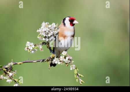 Goldfinch, Carduelis carduelis, on a Blackthorn branch in spring, Wales Stock Photo