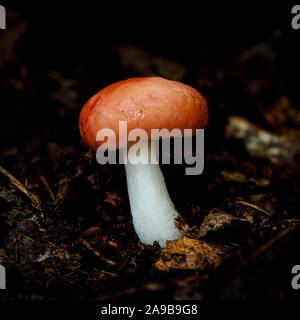 Close-up photograph of a single growing Beechwood Sickener Fungi