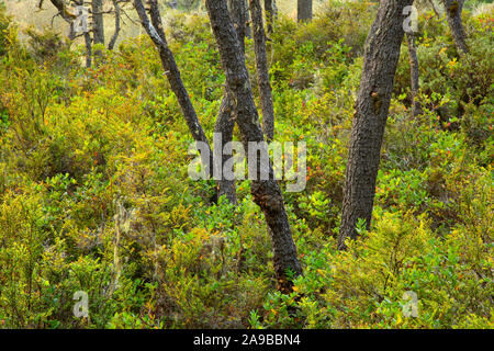 Shorepine forest along Bluebill Lake Trail, Oregon Dunes National Recreation Area, Oregon Stock Photo