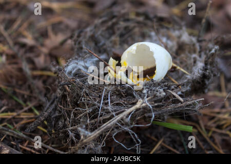 Bird nest with shell fell to the floor. This entire nest was on the forest floor. the shell was cracked open and some yolk was in there, probably the Stock Photo