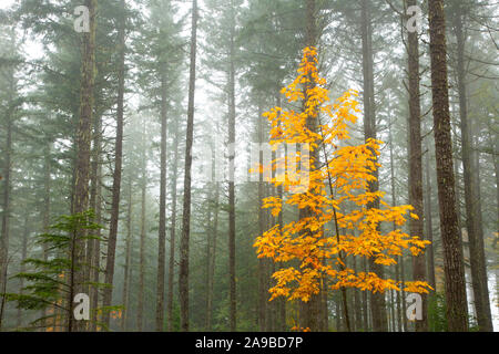 Bigleaf maple (Acer macrophyllum) in autumn, Santiam State Forest, Oregon Stock Photo