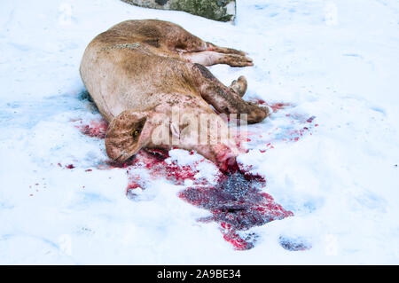 Pig with red blood on the snow during pig killing Stock Photo