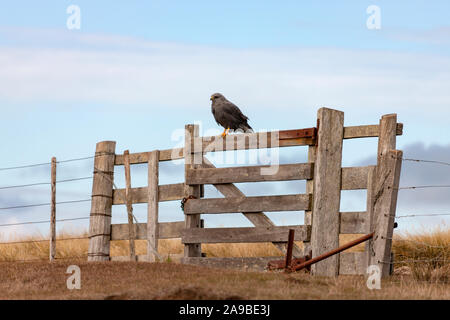 A Variable Hawk (Buteo polyosoma) on a gate on Carcass Island in the Falkland Islands (Islas Malvinas).