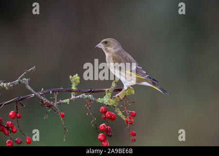 Greenfinch, Carduelis chloris, on a berry laden branch in Autumn, Wales Stock Photo