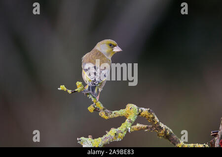 Greenfinch, Carduelis chloris, on a lichen covered branch in winter, Wales,uk Stock Photo