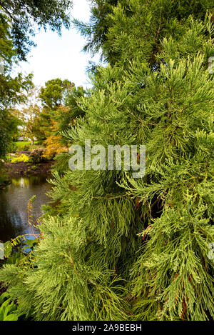 Sequoiadendron giganteum, Sequoia wellingtonia, Cupressaceae, giant redwood ,big tree, washingtonia , giant sequoia,  mammoth tree ,Sierra redwood . Stock Photo