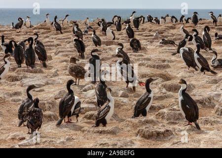 Colony of mostly Imperial Shags (Leucocarbo atriceps) Also known as the Blue-eyed Shag or Blue-eyed Cormorants on Pebbles Island in the Falkland Islan Stock Photo