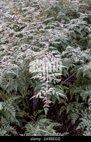 Rubus Thibetanus,Rubus thibetanus Silver Fern,rubus thibetanus,ghost bramble,Rosaceae. Silver leaf bramble. Stock Photo