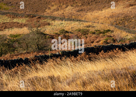 Autumn colour in moorland in the hills of Northern England. Tintwistle, Derbyshire, England. Stock Photo