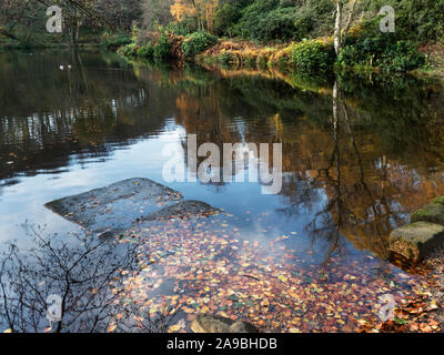 Fallen leaves and part submerged landing stage in Fishpond Wood near Bewerley Pateley Bridge Nidderdale North Yorkshire England Stock Photo