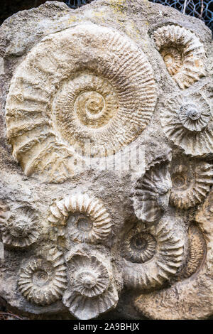 Group of ammonites in one big stone Stock Photo