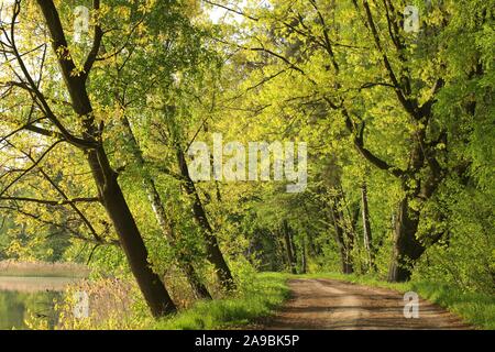 Dirt road through deciduous forest on a sunny spring morning, Stock Photo