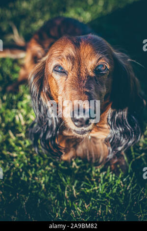 Portrait of dachshund on grass in sunset Stock Photo