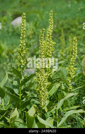 Veratrum album ssp. lobelianum,Gruenlicher Weisser Germer,White Hellebore Stock Photo