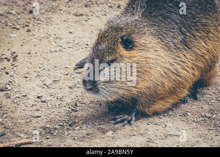 Coypu nutria in zoo garden, Prague, Czech Republic Stock Photo - Alamy