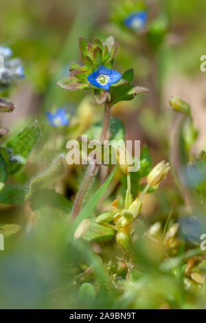 Veronica arvensis,Feld Ehrenpreis,Corn Speedwell Stock Photo