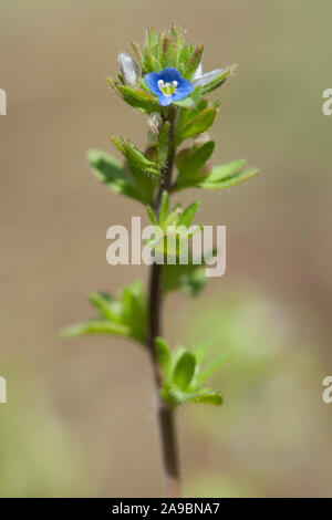 Veronica arvensis,Feld Ehrenpreis,Corn Speedwell Stock Photo