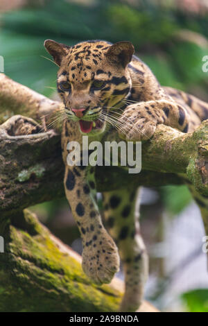 The Snow Leopard Yawning, Malacca Zoo, Malaysia Stock Photo