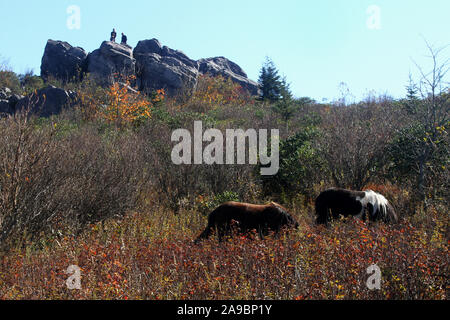 Wild ponies at Grayson Highlands State Park in Virginia, USA. Stock Photo