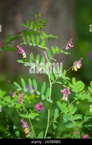 Vicia pisiformis,Erbsen-Wicke,Pea Vetch,Pale-Flower Vetch Stock Photo