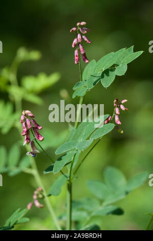 Vicia pisiformis,Erbsen-Wicke,Pea Vetch,Pale-Flower Vetch Stock Photo