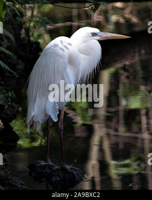 White Heron bird standing on a rock  in the water exposing its body, head, long neck, beak, legs, feet in its environment and with a background. Stock Photo