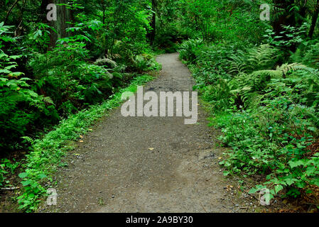 A hiking trail through the green forest vegetation on Vancouver Island British Columbia Canada Stock Photo
