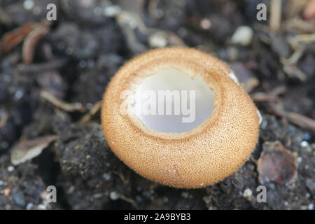 Humaria hemisphaerica, known as the hairy fairy cup,  brown-haired fairy cup or glazed cup, wild fungus from Finland Stock Photo