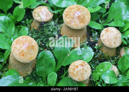 Phaeolepiota aurea, known as golden bootleg or golden cap, wild mushroom from Finland Stock Photo