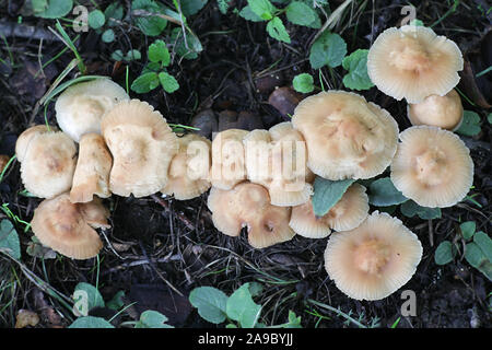 Marasmius oreades, known as the Scotch bonnet, fairy ring mushroom or fairy ring champignon, wild edible mushroom from Finland Stock Photo