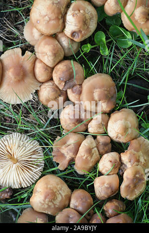 Marasmius oreades, known as the Scotch bonnet, fairy ring mushroom or fairy ring champignon, wild edible mushroom from Finland Stock Photo