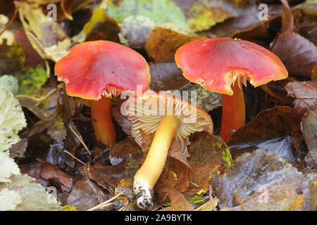 Hygrocybe punicea, known as Crimson waxcap or Scarlet Waxy Cap, wild mushrooms from Finland Stock Photo