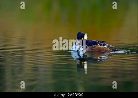 A young hooded merganser (Mergus cucullatus), duck swimming in a reflective pond of calm water at evening time in rural Alberta Canada. Stock Photo