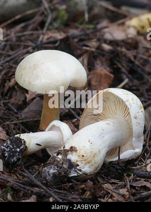 Tricholoma stiparophyllum, known as the white knight or chemical knight, wild mushrooms from Finland Stock Photo
