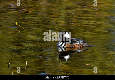 A young hooded merganser (Mergus cucullatus), duck swimming in a reflective pond of calm water at sunset in rural Alberta Canada. Stock Photo