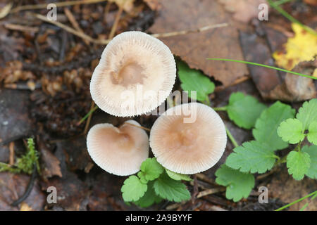 Mycena pura, known as the lilac bonnet, poisonous mushroom from Finland Stock Photo