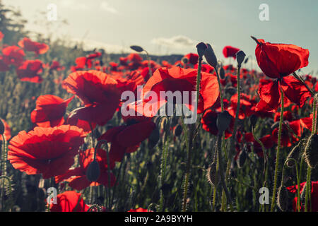 Backlit Red Poppies growing in a cornfield near the village of Hassop, Derbyshire Peak District.England, UK Stock Photo